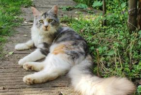 Alerta desaparecimento Gato Fêmea , 7 anos Namur Belgium
