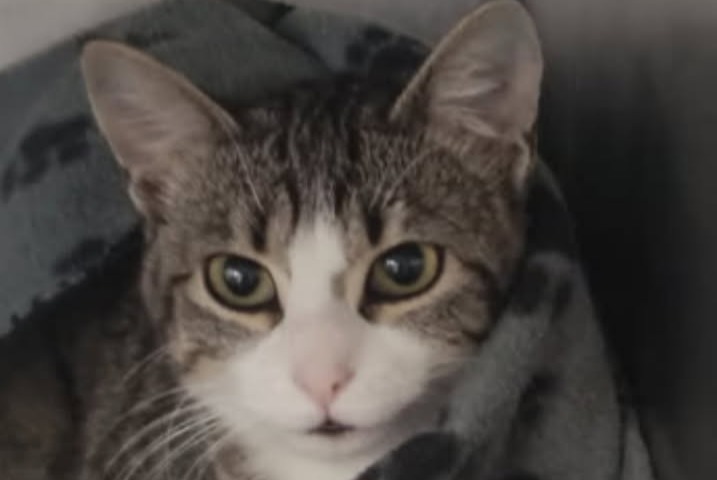 Alerta desaparecimento Gato cruzamento Fêmea , 1 anos Barbezieux-Saint-Hilaire France