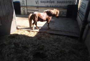 Alerta descoberta Cavalo Macho Rehlingen-Siersburg Germany